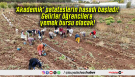 ‘Akademik’ patateslerin hasadı başladı! Gelirler öğrencilere yemek bursu olacak!