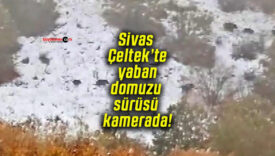Sivas Çeltek’te yaban domuzu sürüsü kamerada!
