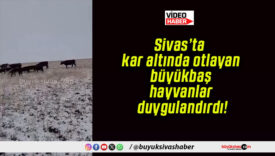 Sivas’ta kar altında otlayan büyükbaş hayvanlar duygulandırdı!
