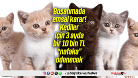 Boşanmada emsal karar! Kediler için 3 ayda bir 10 bin TL “nafaka” ödenecek