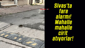 Sivas’ta fare alarmı! Mahalle mahalle cirit atıyorlar!
