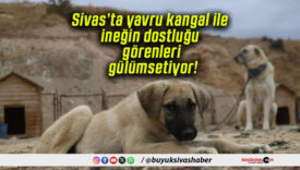 Sivas’ta yavru kangal ile ineğin dostluğu görenleri gülümsetiyor!