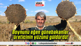 Boynunu eğen günebakanlar üreticinin yüzünü güldürdü!