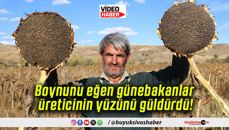 Boynunu eğen günebakanlar üreticinin yüzünü güldürdü!