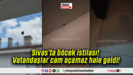 Sivas’ta böcek istilası! Vatandaşlar cam açamaz hale geldi!