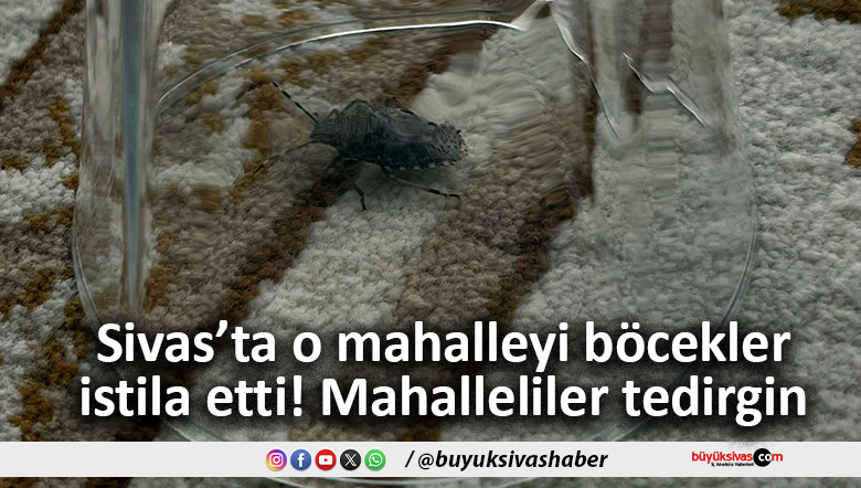 Eğriköprü Mahallesi’nde kahverengi kokarca böceği istilası