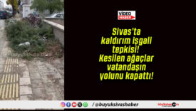 Sivas’ta kaldırım işgali tepkisi! Kesilen ağaçlar vatandaşın yolunu kapattı!