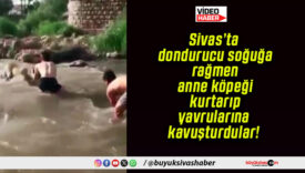 Sivas’ta dondurucu soğuğa rağmen anne köpeği kurtarıp yavrularına kavuşturdular!