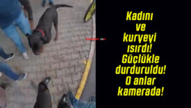 Kadını ve kuryeyi ısırdı! Güçlükle durduruldu! O anlar kamerada!
