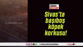 Sivas’ta başıboş köpek korkusu!