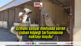 Uzmanı sosyal medyada süren çoban köpeği tartışmasına noktayı koydu!