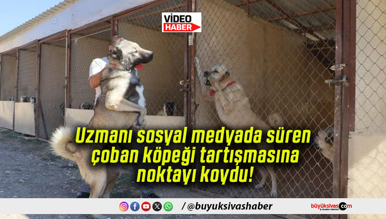 Uzmanı sosyal medyada süren çoban köpeği tartışmasına noktayı koydu!