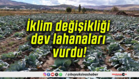 İklim değişikliği dev lahanaları vurdu!