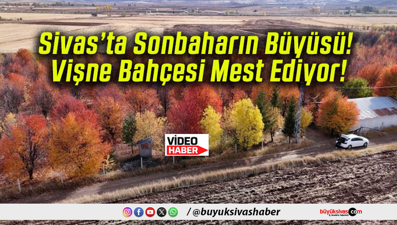Sivas’ta Sonbaharın Büyüsü! Vişne Bahçesi Mest Ediyor!
