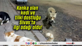 Kanka olan kedi ve tilki dostluğu Sivas’ta ilgi odağı oldu!