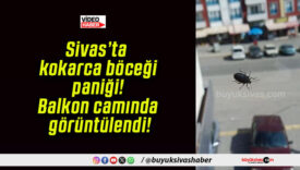 Sivas’ta kokarca böceği paniği! Balkon camında görüntülendi!