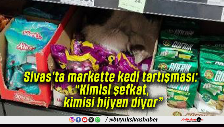 Sivas’ta markette kedi tartışması: “Kimisi şefkat, kimisi hijyen diyor”