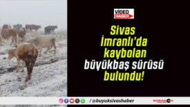 Sivas İmranlı’da kaybolan büyükbaş sürüsü bulundu!
