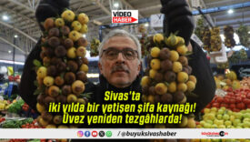 Sivas’ta iki yılda bir yetişen şifa kaynağı! Üvez yeniden tezgâhlarda!