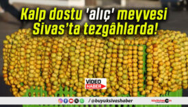 Kalp dostu ‘alıç’ meyvesi Sivas’ta tezgâhlarda!