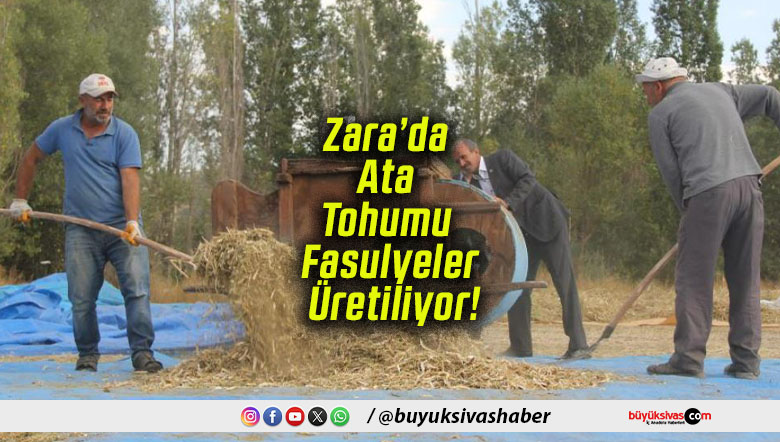 Zara’da Ata Tohumu Fasulyeler Üretiliyor!
