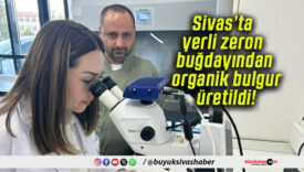 Sivas’ta yerli zeron buğdayından organik bulgur üretildi!