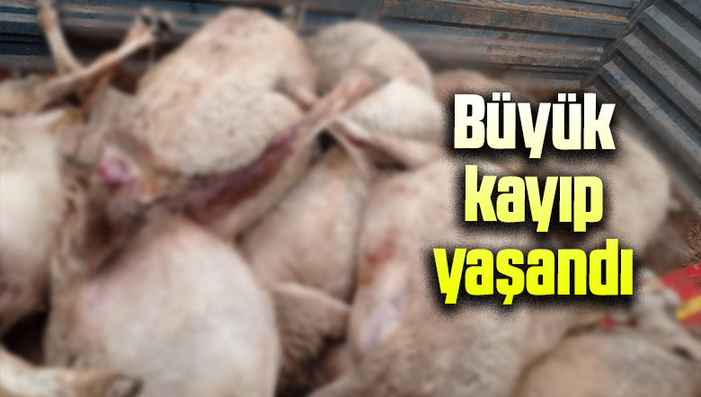 Kurt sürüsü küçükbaş hayvanlara saldırdı: Büyük kayıp yaşandı