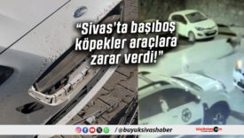 Sivas’ta Sahipsiz Köpekler Araçlara ve Vatandaşlara Zarar Verdi! Belediye Hakkında Şikâyet