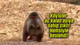 Köylüler aç kalan ayıya sahip çıktı! Hamsiyle beslendi!