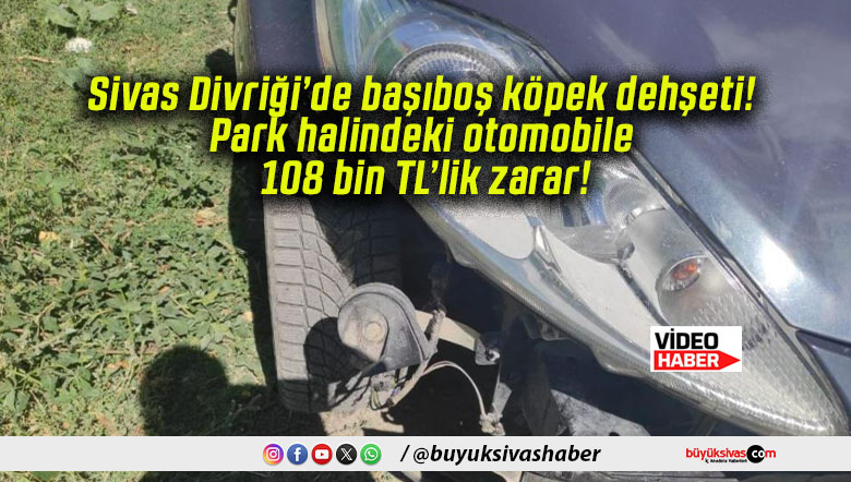 Sivas Divriği’de başıboş köpek dehşeti! Park halindeki otomobile 108 bin TL’lik zarar!