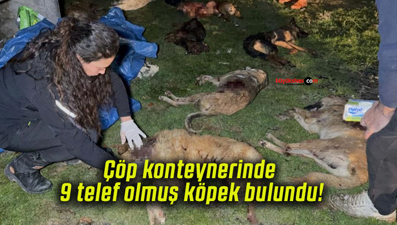 Çöp konteynerinde 9 telef olmuş köpek bulundu!