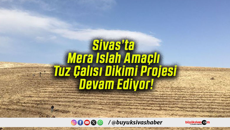 Sivas’ta Mera Islah Amaçlı Tuz Çalısı Dikimi Projesi Devam Ediyor!