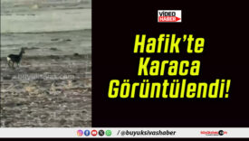 Hafik’te Karaca Görüntülendi!