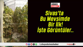 Sivas’ta Bu Mevsimde Bir İlk! İşte Görüntüler..