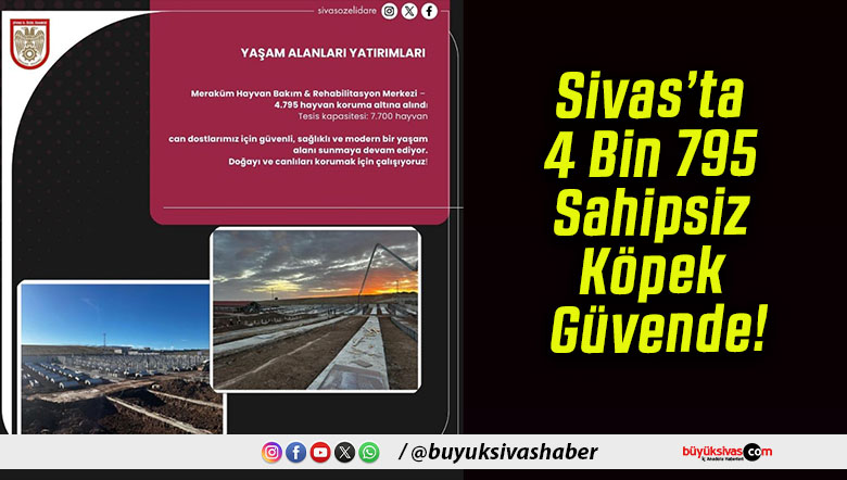 Sivas’ta 4 Bin 795 Sahipsiz Köpek Güvende!
