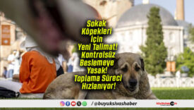 Sokak Köpekleri İçin Yeni Talimat! Kontrolsüz Beslemeye Yasak! Toplama Süreci Hızlanıyor!