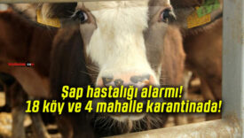 Şap hastalığı alarmı! 18 köy ve 4 mahalle karantinada!