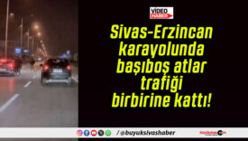 Sivas-Erzincan karayolunda başıboş atlar trafiği birbirine kattı!
