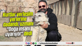 Kurtlar yerleşim yerlerine dadandı, uzmanı “Doğa insanı uyarıyor” dedi