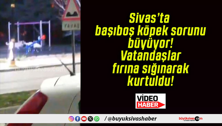 Sivas’ta başıboş köpek sorunu büyüyor! Vatandaşlar fırına sığınarak kurtuldu!