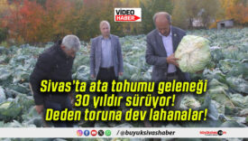 Sivas’ta ata tohumu geleneği 30 yıldır sürüyor! Deden toruna dev lahanalar!
