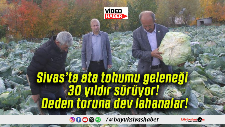 Sivas’ta ata tohumu geleneği 30 yıldır sürüyor! Deden toruna dev lahanalar!