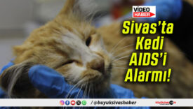Sivas’ta Kedi AIDS’i Alarmı!