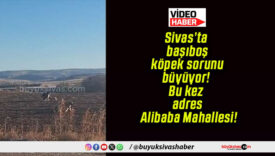 Sivas’ta başıboş köpek sorunu büyüyor! Bu kez adres Alibaba Mahallesi!