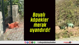 Boyalı köpekler merak uyandırdı!