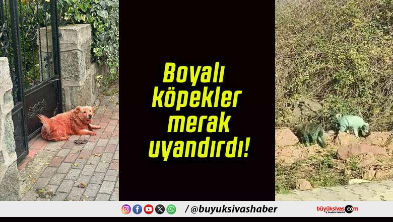 Boyalı köpekler merak uyandırdı!
