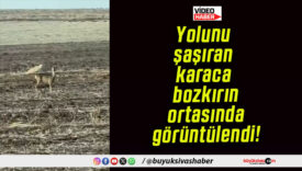 Yolunu şaşıran karaca bozkırın ortasında görüntülendi!