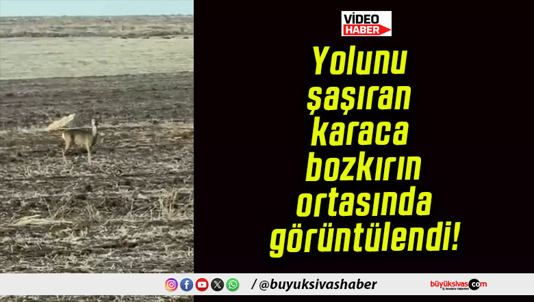 Yolunu şaşıran karaca bozkırın ortasında görüntülendi!