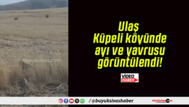 Ulaş Küpeli köyünde ayı ve yavrusu görüntülendi!