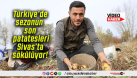Türkiye’de sezonun son patatesleri Sivas’ta sökülüyor!